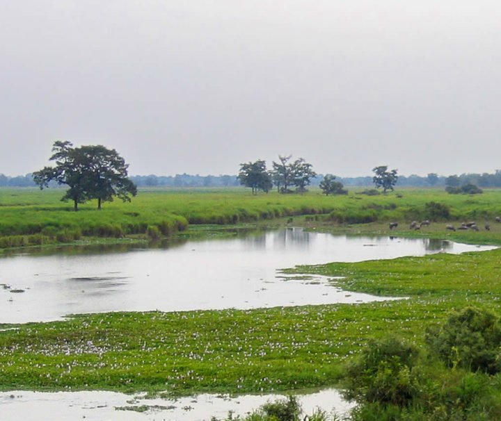 short-escape-to-kaziranga